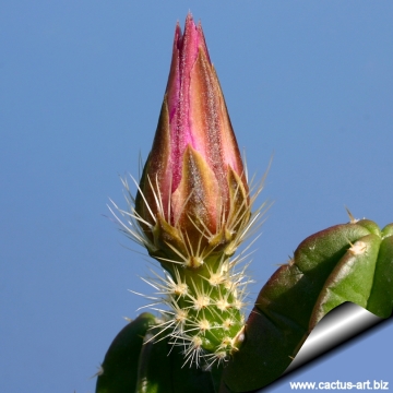 14246 cactus-art Cactus Art