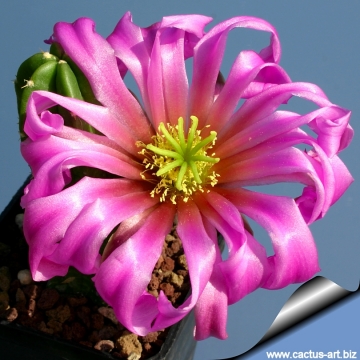 14250 cactus-art Cactus Art