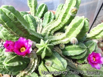 20180 julio Julio C. García 