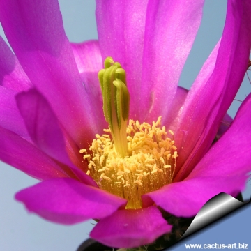 14251 cactus-art Cactus Art