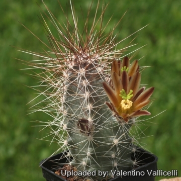 17741 valentino Valentino Vallicelli