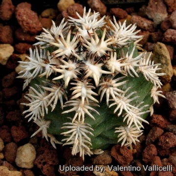 14334 valentino Valentino Vallicelli