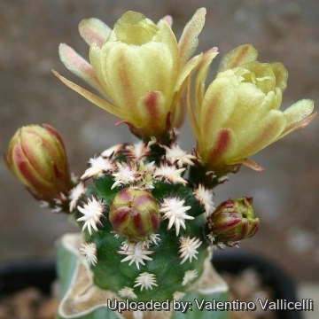 14336 valentino Valentino Vallicelli