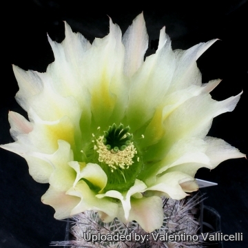 14350 valentino Valentino Vallicelli