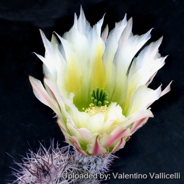 14351 valentino Valentino Vallicelli