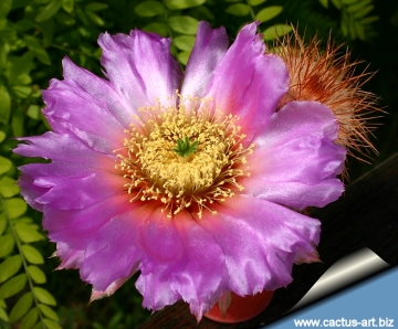 14399 cactus-art Cactus Art