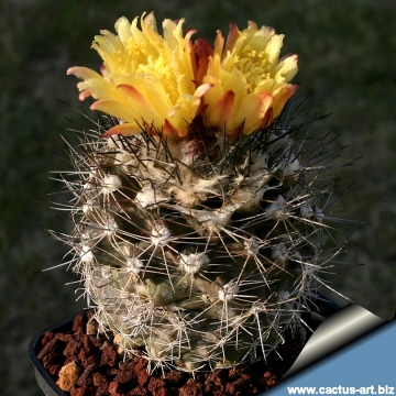 14687 cactus-art Cactus Art