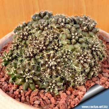 14690 cactus-art Cactus Art