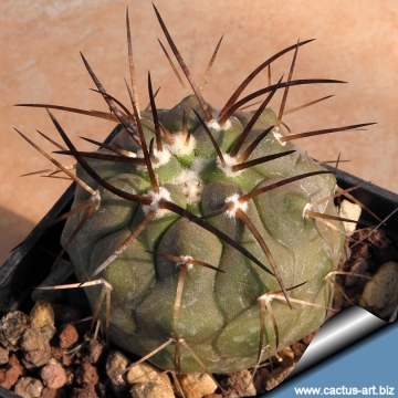 14760 cactus-art Cactus Art