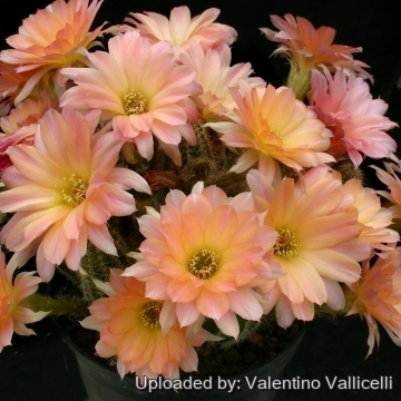 14892 valentino Valentino Vallicelli