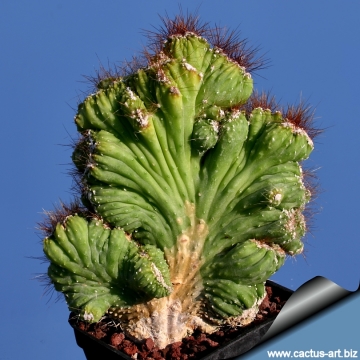 14931 cactus-art Cactus Art