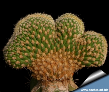 14966 cactus-art Cactus Art