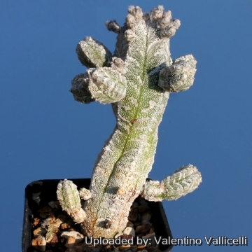 4404 valentino Valentino Vallicelli