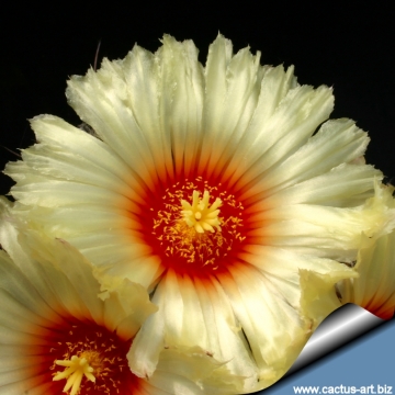 15172 cactus-art Cactus Art