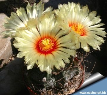15173 cactus-art Cactus Art