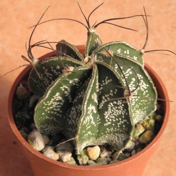 15176 cactus-art Cactus Art