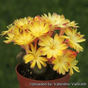17744 valentino Valentino Vallicelli