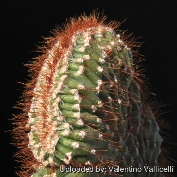 15328 valentino Valentino Vallicelli