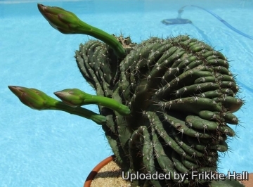 26799 frikkie Frikkie Hall