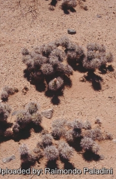 26947 RapCactus Raimondo Paladini