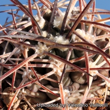 15619 valentino Valentino Vallicelli