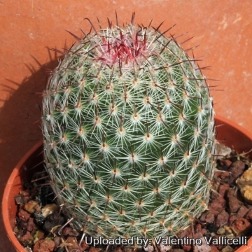 15729 valentino Valentino Vallicelli