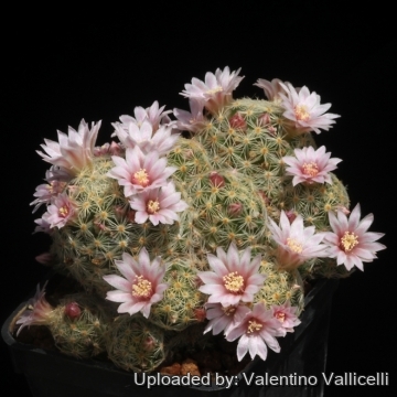 15996 valentino Valentino Vallicelli