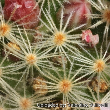 15997 valentino Valentino Vallicelli