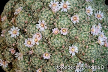 2621 andrea Andrea B.