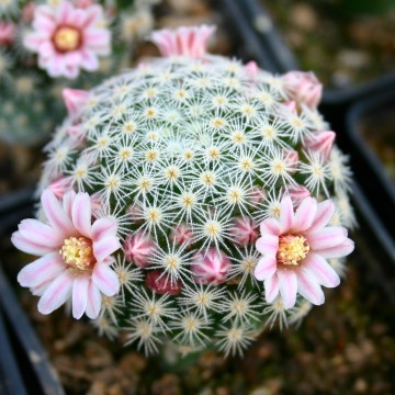 796 valentino Valentino Vallicelli