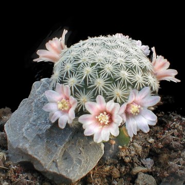 798 valentino Valentino Vallicelli