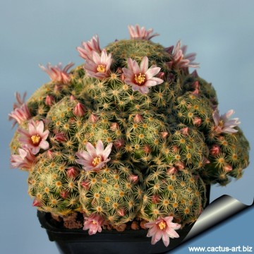 799 cactus-art Cactus Art