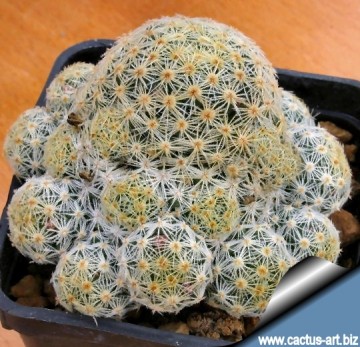 801 cactus-art Cactus Art