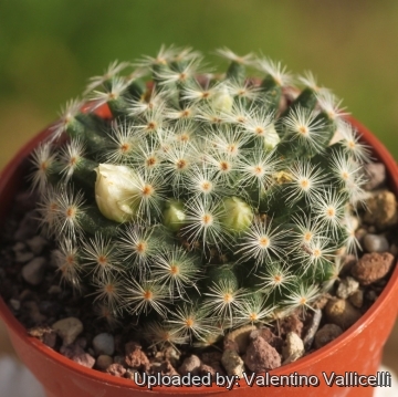 18366 valentino Valentino Vallicelli