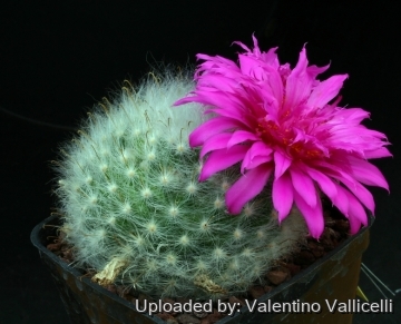 8244 valentino Valentino Vallicelli