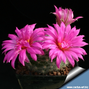 8246 cactus-art Cactus Art