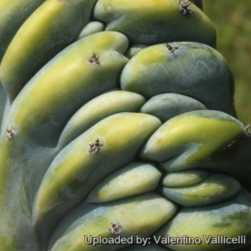 16296 valentino Valentino Vallicelli