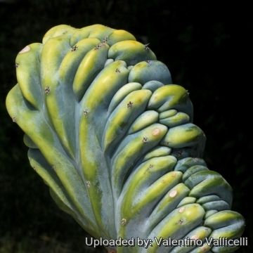 16297 valentino Valentino Vallicelli