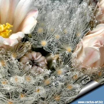 1586 cactus-art Cactus Art