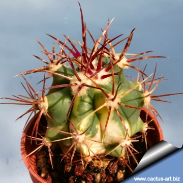 16499 cactus-art Cactus Art