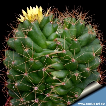 8682 cactus-art Cactus Art