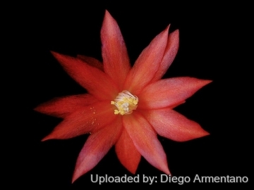 26640 diegoe Diego Armentano