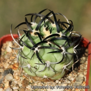 18260 valentino Valentino Vallicelli