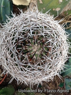 22201 flavio Flavio Agrosi