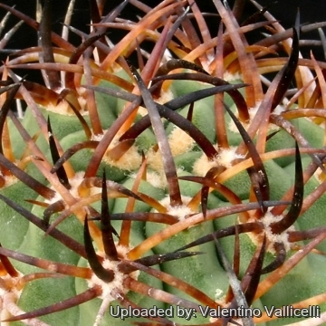 10029 valentino Valentino Vallicelli