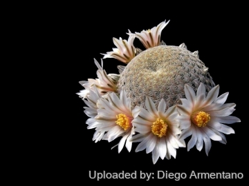 26425 diegoe Diego Armentano
