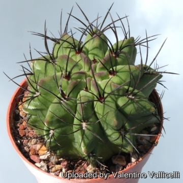 13551 valentino Valentino Vallicelli