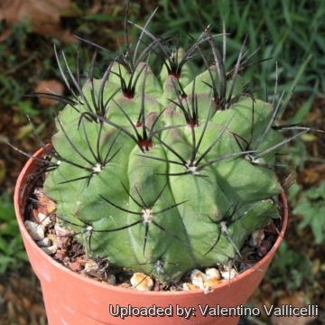 13552 valentino Valentino Vallicelli