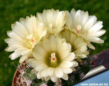 13554 cactus-art Cactus Art