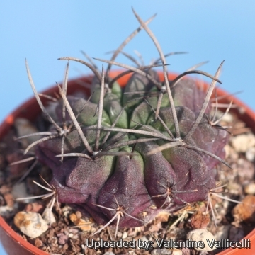 17386 valentino Valentino Vallicelli